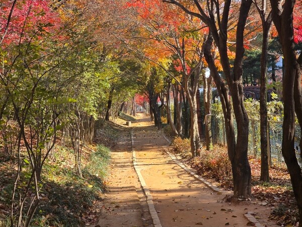 대전시 맨발걷기 녹색도시 조성 본격화-맨발걷기 산책로[사진=대전시]대전시 맨발걷기 녹색도시 조성 본격화-계족산 황톳길대전시 맨발걷기 녹색도시 조성 본격화-한밭수목원[사진=대전시]